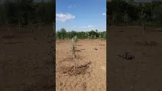 #newolivefarm #olive #farming #oliveoil #farm #farmer