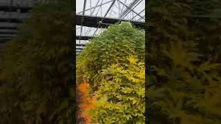 Boost Your Plant Growth with our High-Quality Full Blackout Cannabis Greenhouse!