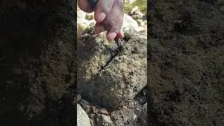 You Won't Believe What's Inside This Ordinary Stone! #treasure #gold