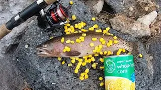Ловля форели с консервированной кукурузой! &mdash; Catch n&rsquo; Cook