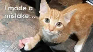 I think my cat is conditioning me.