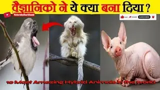 10 Most Amazing Hybrid Animals in the world