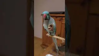🌰Орех на двоих 🦜💕🦜🥰🇨🇭@yosha28