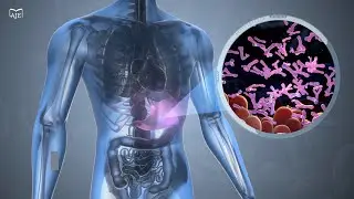 Ascorbic acid cuts signs of aging in mice by regulating immune cells, influencing brain