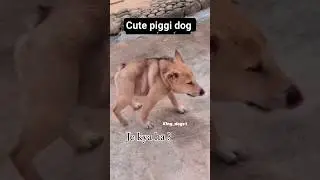 cute pigii dog 🐶 | hybrid pig dog DNA mix #hybriddogs #dna