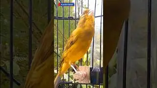 Clear Canary Singing Sound #naturesounds #canarybird #birdsinging