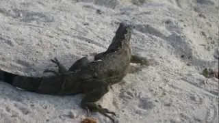 IguanaFarm