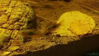 Молодь золотистого коридораса Corydoras aeneus