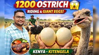 1200 Ostrich in One Farm 😲 | Ostrich Riding, Giant Eggs & Meat | Kenya Kitengela Farm Tour,#ostrich
