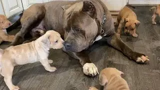 Puppies meet King Kong, they&rsquo;re really starting to get playful now! They just don&rsquo;t stop 🥰