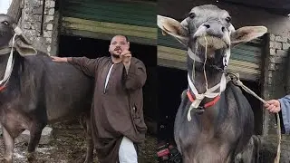 أنا جايب جاموسه عايزه إللي يطلعلها بسلم ولازم اسمعك سعر مش هتصدقو في حياتك ت/01003816511
