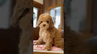 Pretty girl! 🤩❤️ #cavapoopuppy #cavapooworld #cavapoodog #cavapoo