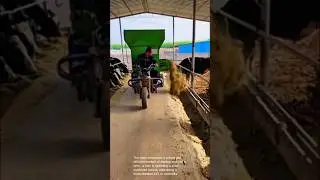 Automated cow feeder: efficiency on the farm processing