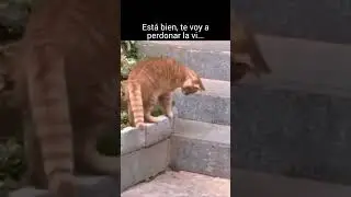 gato le perdona la vida 😱 #funny #shortvideo #gatos