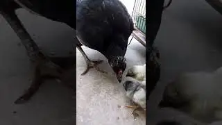 Brooder hens with little new born chicks try to feeding