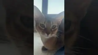 Cute Abyssinian  Cats