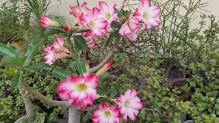 Make liquid fertilizer and that too for free. #nochemicals #onlyjaivik