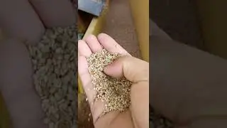 Sesame Seed Cleaning Machine