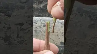 Guava grafting technique successful and satisfying #grafting #satisfying #shortsviral #agriculture