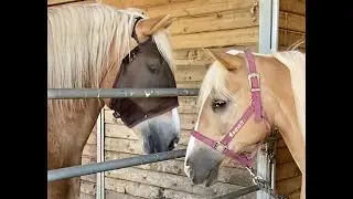 Roman, the Haflinger Comes to His New Home at Horsey Haven!
