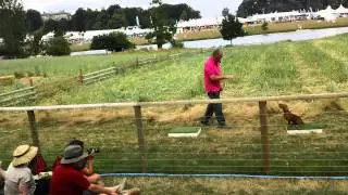 Spaniel gundog training by Ian Openshaw - CLA 2013 - 1