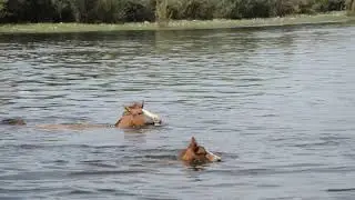 Salt River wild horse foal crossing Salt River