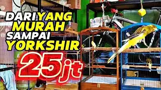 KENARI PROSPEK LOMBA‼️Dari yg MURAH sampai yg harga 25jt....