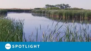 The sights and sounds of Manitoba's Oak Hammock Marsh