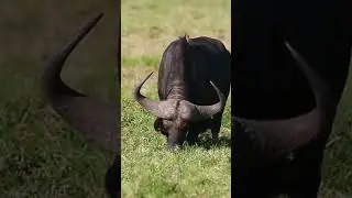 Jaw-dropping Facts about Earth's Largest Animals Part 2 #shorts #giraffe  #animals #facts