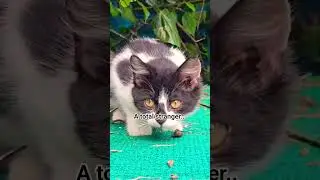 💙#share #cat #kitten #cute #india #pets #viral #reels #video #viralvideo #viralshorts #love #nature