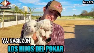 NUEVOS BEBÉS EN EL RANCHO los hijos del Pokar