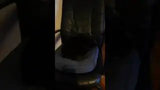 Gaming Cats