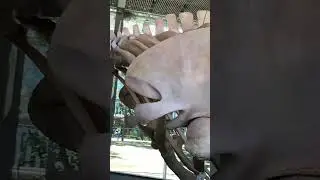 Blue whale skeleton