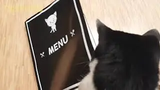 Funny cat,waiter give me food.