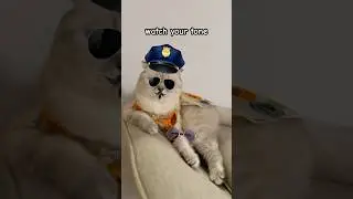 Следите за своим тоном 😾 #kikicutekitty #shorts #relatable #scary #sensitive #scottishfold #fypage