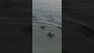 Huge School Of Stingrays At Shore Navarre Beach Florida! #rays #stingray #navarrebeach