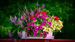 Spincourt en fleurs (2017)