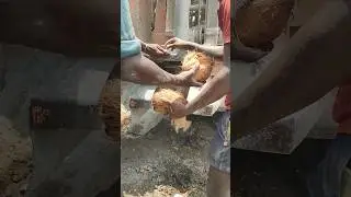 coconut water checking method Boring machine Borewells video #borewell