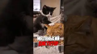 MOLDOVAN KITTEN DICTATOR RUNS THE WHOLE FAMILY 😼👑