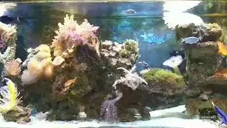 Peixos