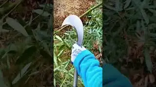 kefen technique for removing leaves from bamboo stems #shorts