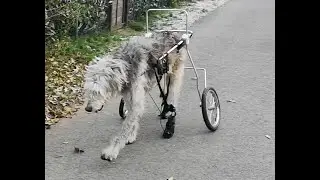Irischer Wolfshund im Entlastungswagen, zusätzlich Pfoten-Hebeschuh/ Redressionsschuh und Expander