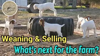 Weaning the Savanna goat kids! Goats leaving the farm