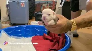 The Marathon Continues fasho Smh 😤 Dog Vlog #80