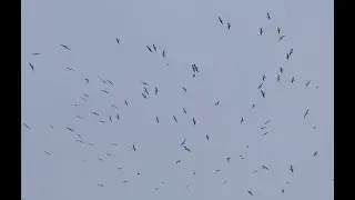 A large group of seagulls flying overhead