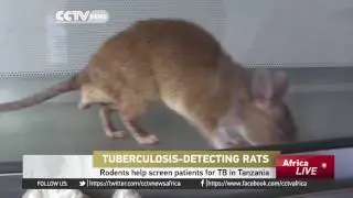 Rodents help screen patients for TB in Tanzania