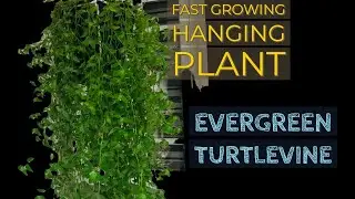 Fast growing hanging plant|Evergreenturtlevine|care&propagation||