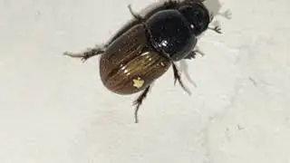 12 - Beetle, (Aphodius foetidus), col&eacute;opt&egrave;re, خنفساء
