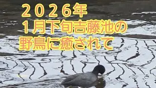 吉藤池にもエサ捕り名人のオオバンとカモとカワウ発見