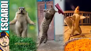 ANIMALES BAILAN